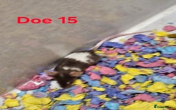 Mouse rodents for sale: Fancy Mice  - Image 11