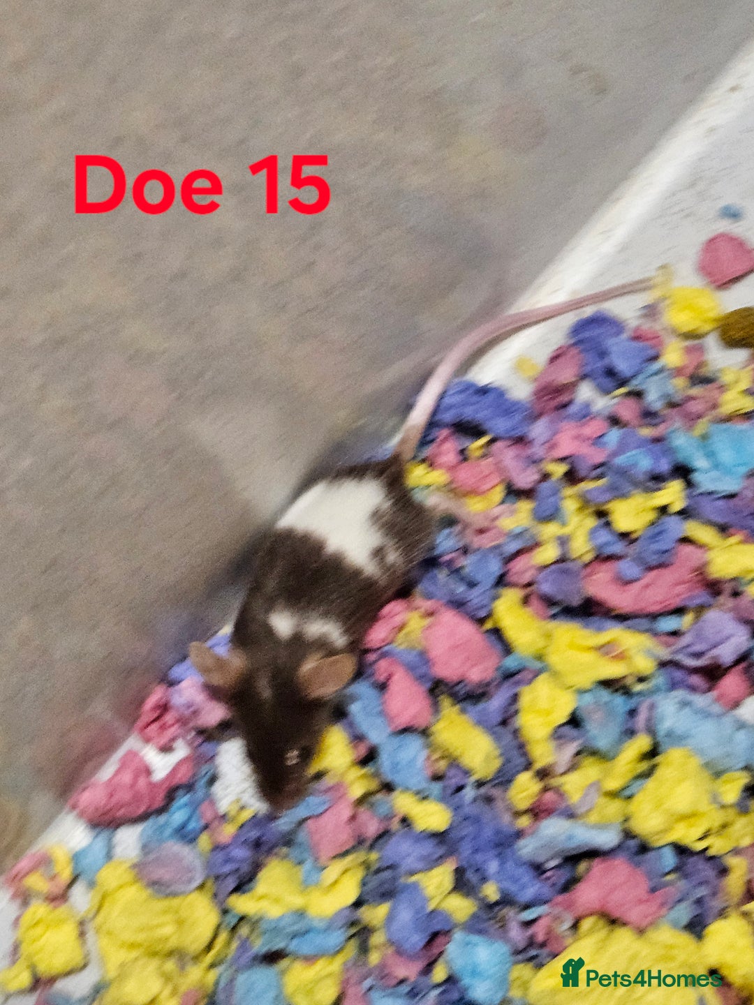 Mouse rodents for sale: Fancy Mice  - Image 11