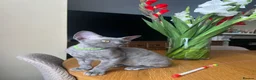 Devon Rex cats for sale: Our beautiful Devon Rex kittens are ready to move  - Advert 15