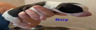 Whippet 3