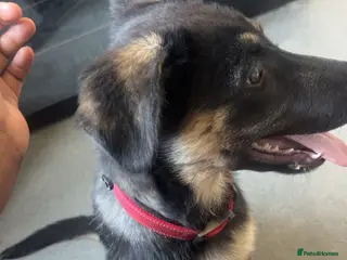 Mixed Breed dogs Texas - 6 Month Old Puppy - Advert 1