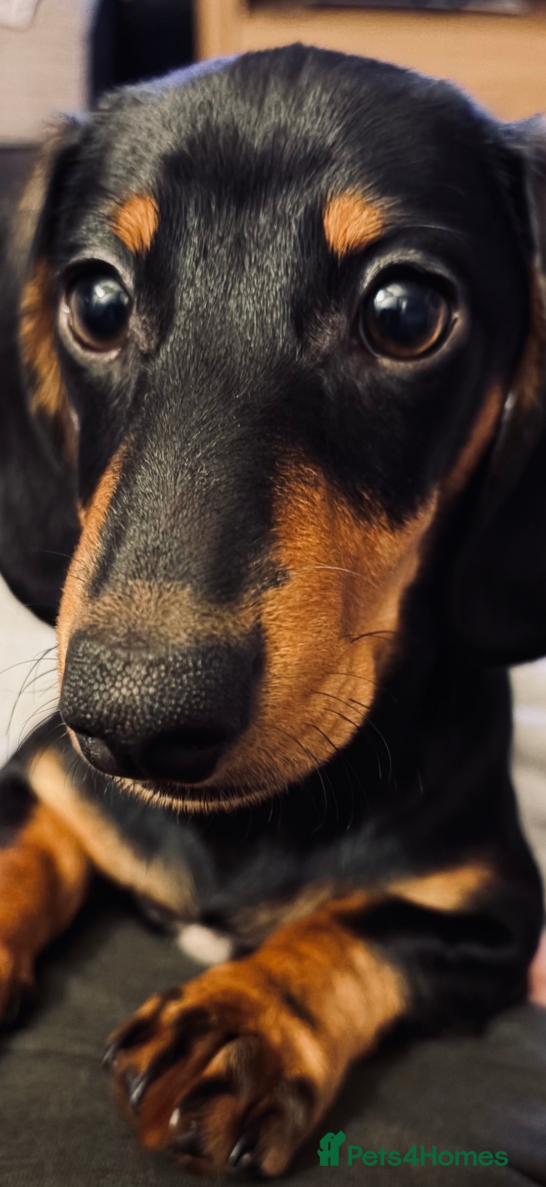 Miniature Dachshund dogs for sale: Miniature Dachshund For Sale - Advert 2