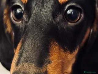 Miniature Dachshund dogs Miniature Dachshund For Sale - Advert 13