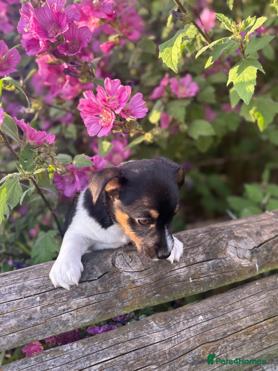 Jack Russell dogs for sale: The cutest girl puppies  - Advert 2