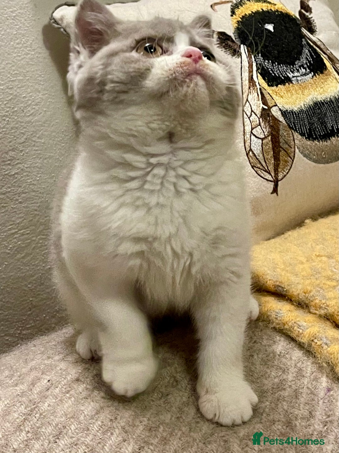 British Shorthair cats for sale: Champion Sired Female BSH - Advert 19