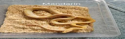 Corn Snake reptiles for sale: Various Corn Snakes for Sale  - Advert 2