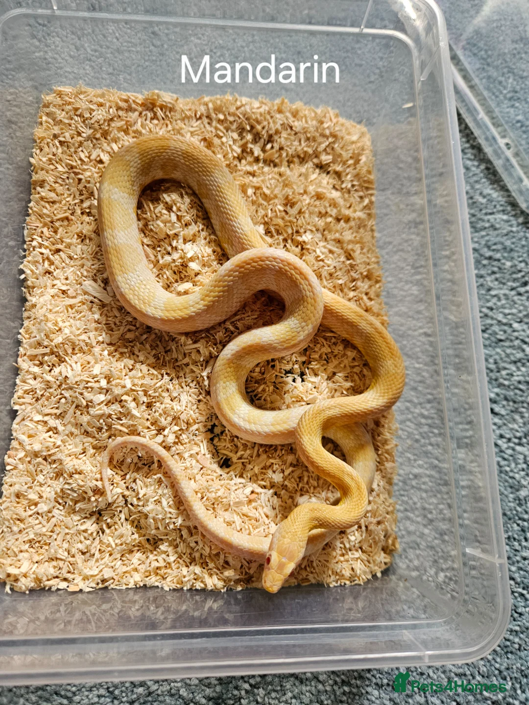 Corn Snake reptiles for sale: Various Corn Snakes for Sale  - Advert 2