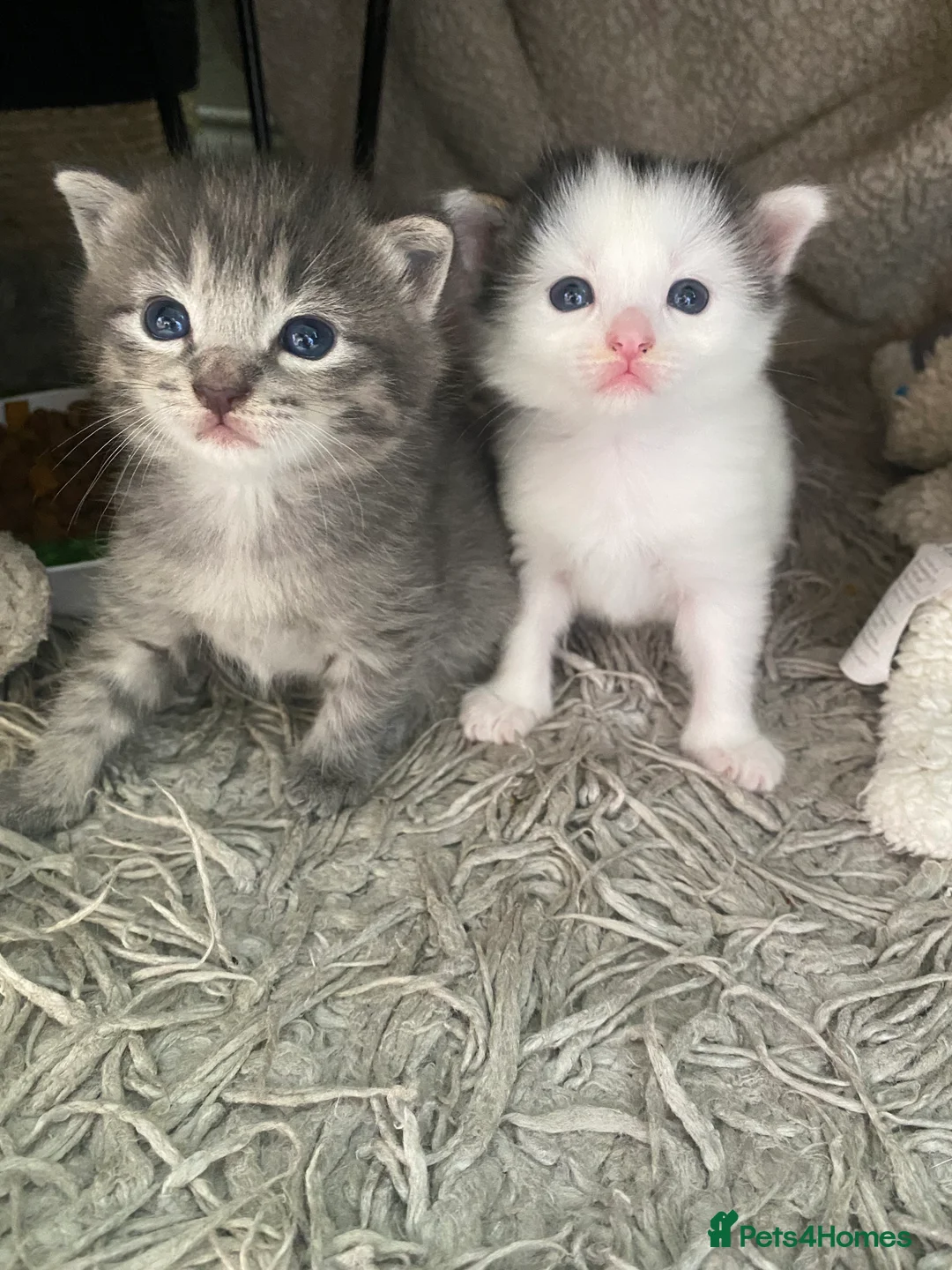 Mixed Breed cats for sale: British short hair cross kittens - Advert 6