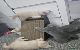 British Shorthair cats for sale: Pretty British shorthair  - Image 24