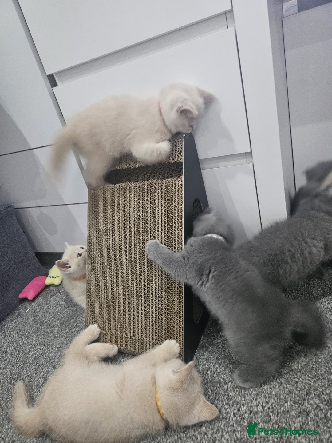 British Shorthair cats for sale: Pretty British shorthair  - Image 24