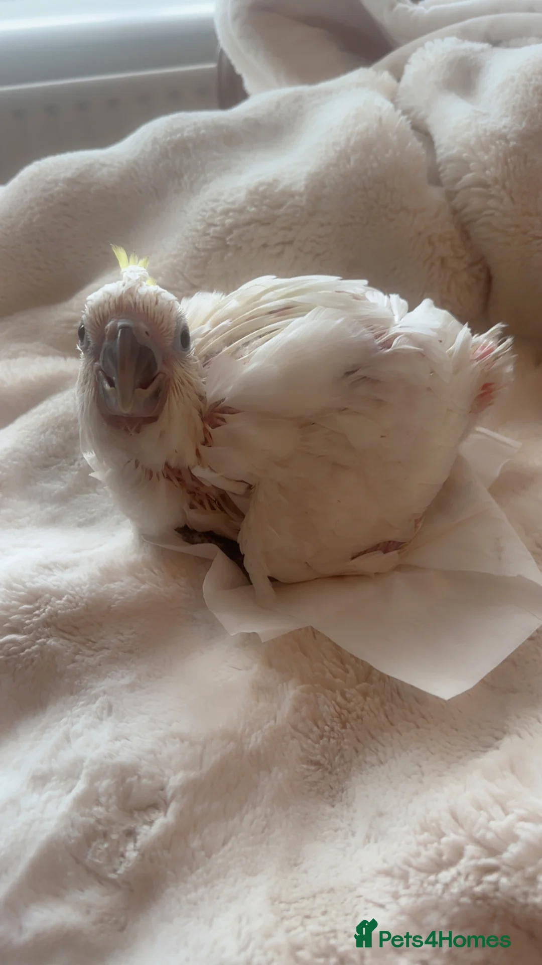 Cockatoo birds for sale: Triton  - Advert 2