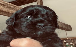 Shihpoo dogs for sale: Shipoo Pups LAST 2 - Image 18