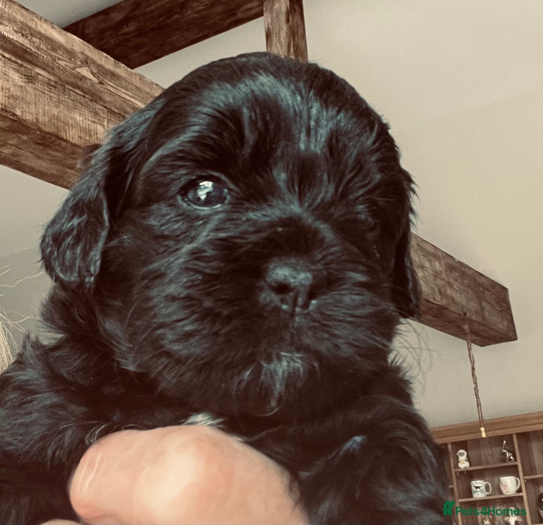 Shihpoo dogs for sale: Shipoo Pups LAST 2 - Image 18
