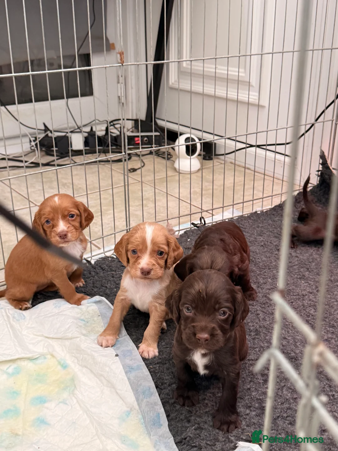 Sprocker dogs for sale: Sprocker Pups - Advert 9