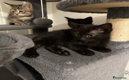 Mixed Breed cats for sale: 5 gorgeous kittens ready for their forever homes - Image 6