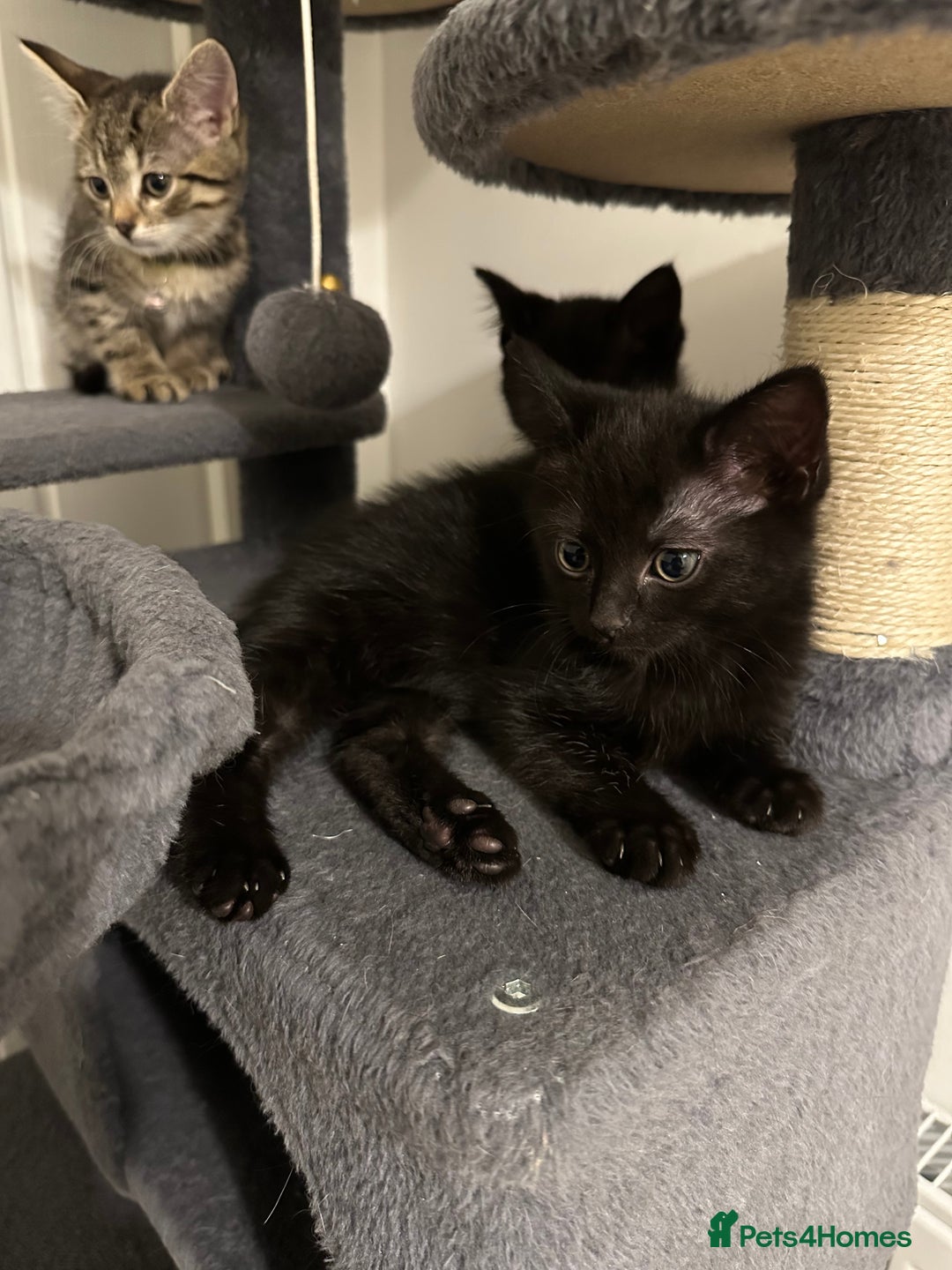 Mixed Breed cats for sale: 5 gorgeous kittens ready for their forever homes - Image 6