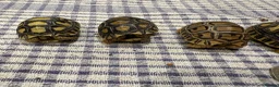 Tortoise reptiles for sale: Leopard tortoise baby’s  - Advert 4
