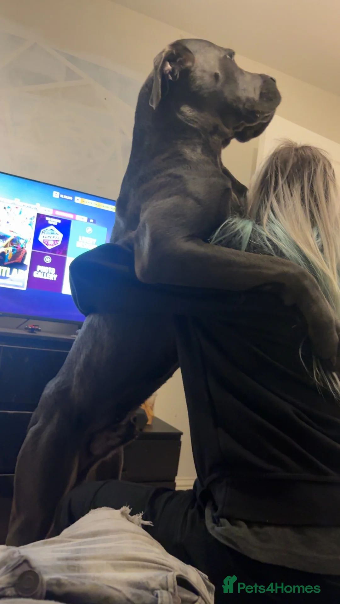 Cane Corso dogs for sale: Reggie  in Exeter - Advert 2