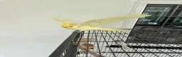 Cockatiels birds for sale: Yellow cockatiel for sale, 6 years old, male - Advert 2