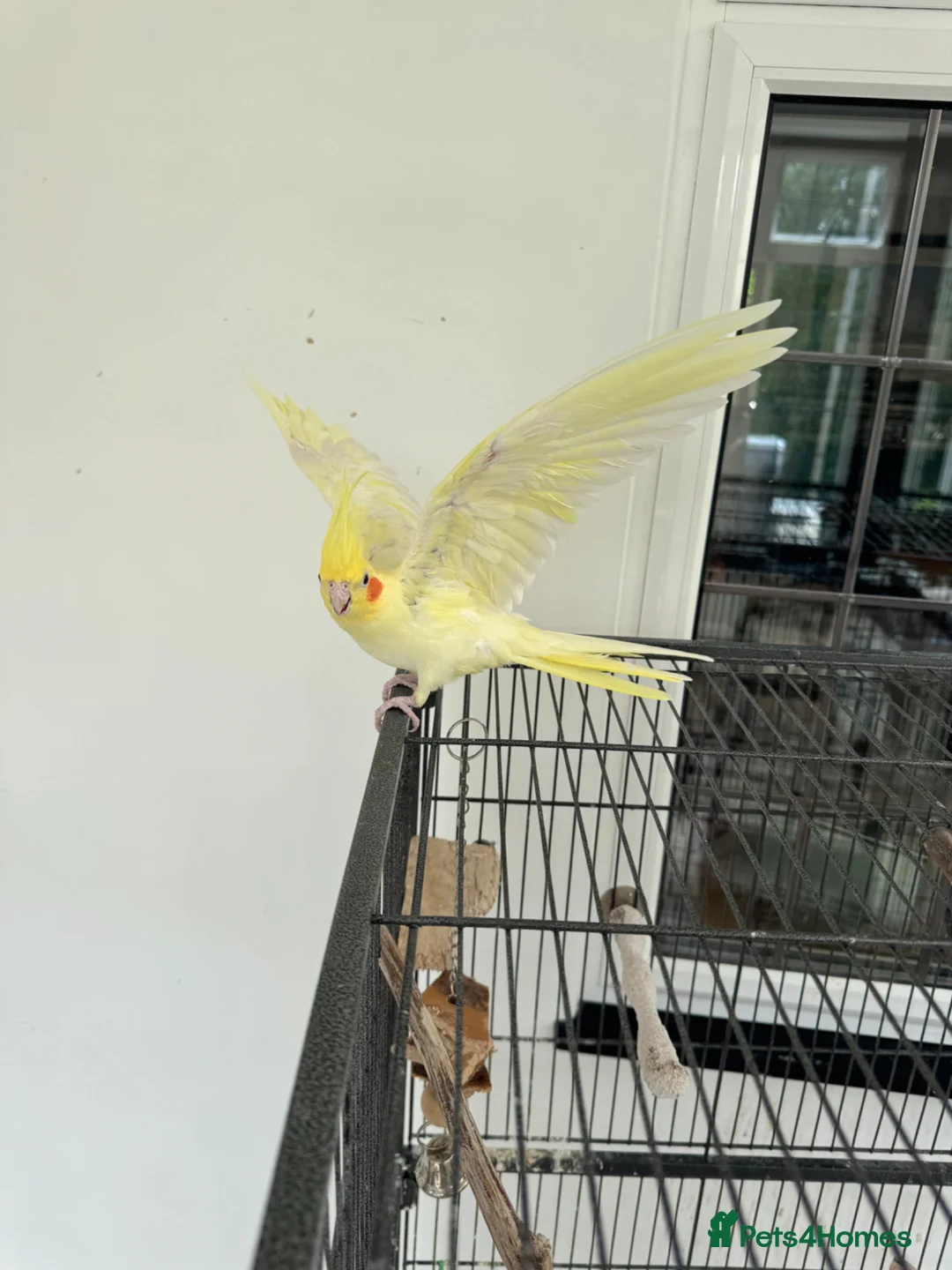 Cockatiels birds for sale: Yellow cockatiel for sale, 6 years old, male - Advert 2