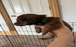 Miniature Dachshund dogs for sale: ADORABLE MINIATURE DACHSHUND PUPPIES - Image 9