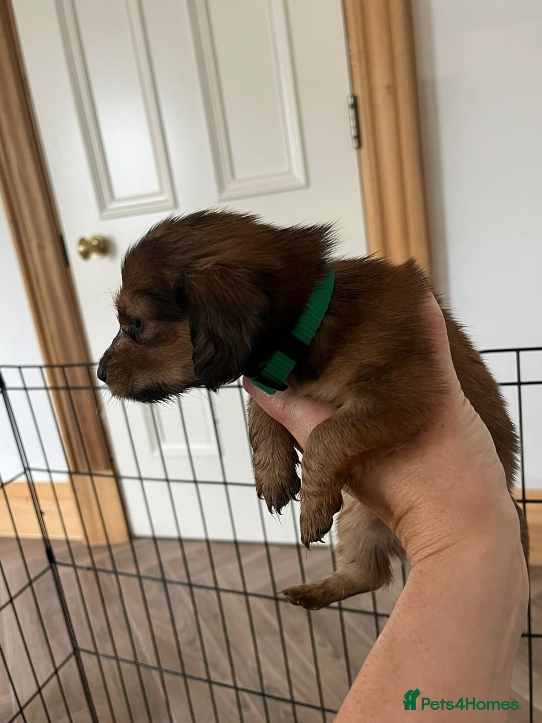 Miniature Dachshund dogs for sale: ADORABLE MINIATURE DACHSHUND PUPPIES - Image 9