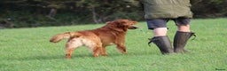 Golden Retriever dogs for stud: EXTENSIVELY health tested with excellent results! in Newark - Advert 27