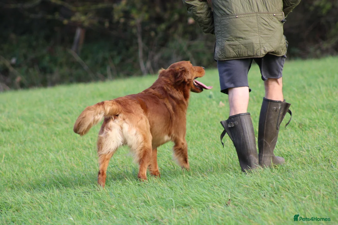 Golden Retriever dogs for stud: EXTENSIVELY health tested with excellent results! in Newark - Advert 27