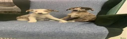 Mixed Breed dogs for sale: Blue Merle Border Collie x Lurcher Puppies  - Advert 10