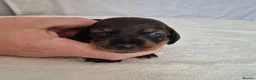 Miniature Dachshund dogs for sale: 🤎 Gorgeous Daxies_Mini Dachshunds 🤎 - Advert 9