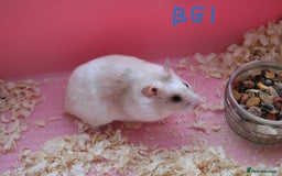 Hamster rodents for sale: Young Syrian Hamsters - Image 8