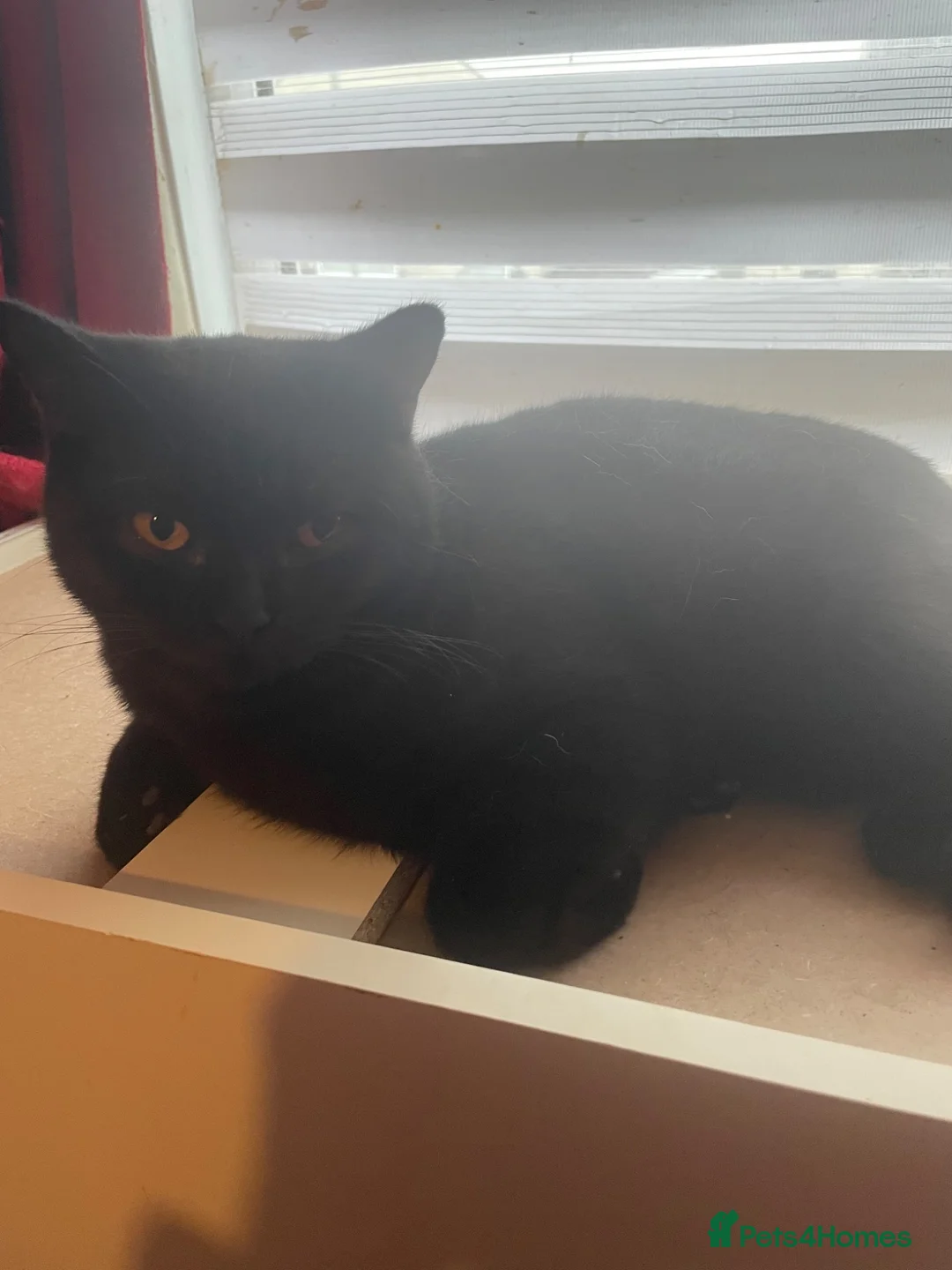 British Shorthair cats for sale: Black young male  - Advert 4