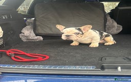 French Bulldog dogs for sale: French bulldog - Advert 2