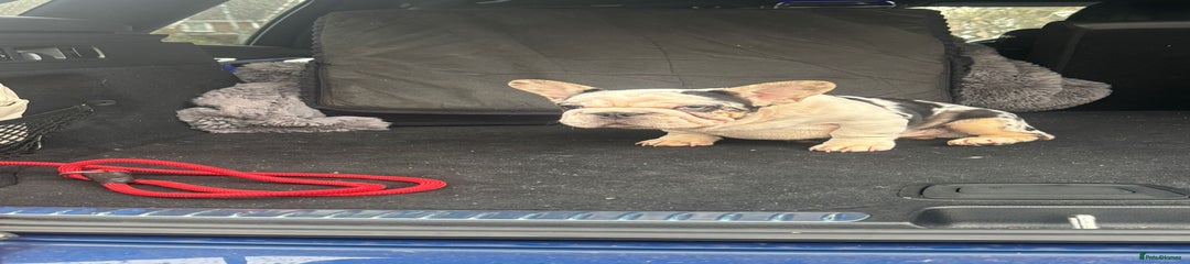 French Bulldog Puppy 1