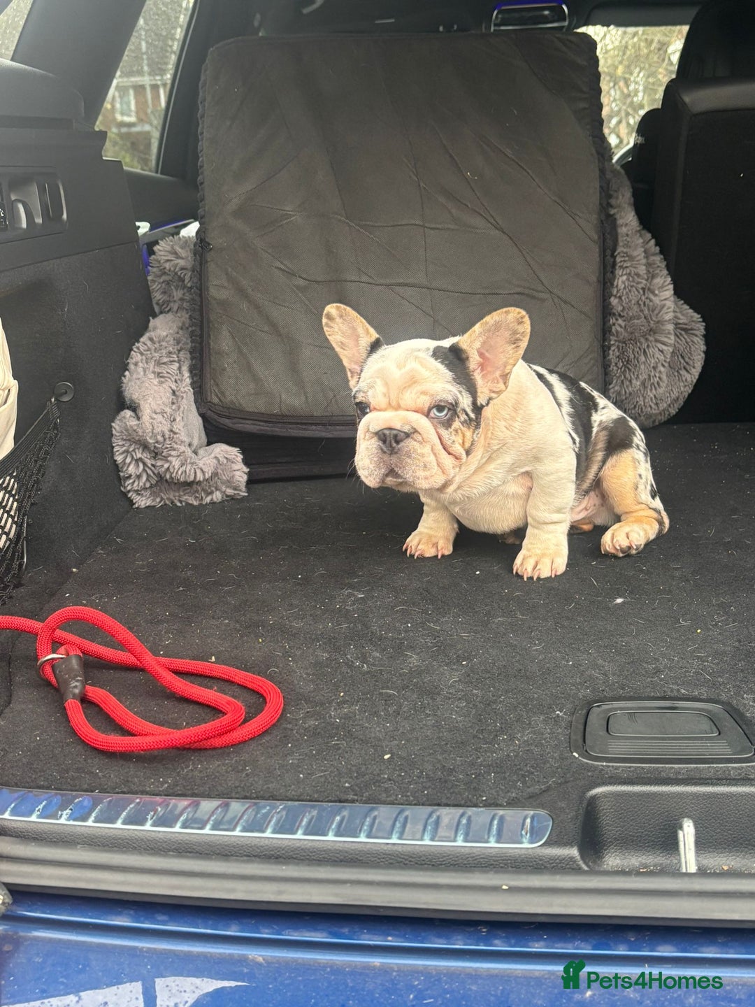 French Bulldog dogs for sale: French bulldog - Advert 2
