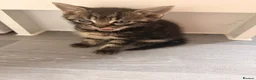 Mixed Breed cats for sale: Mixbreed beautiful kittens - Advert 8