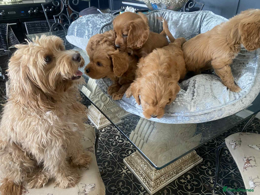 Cavapoo dogs for sale: Cavapoo puppy’s  - Image 10