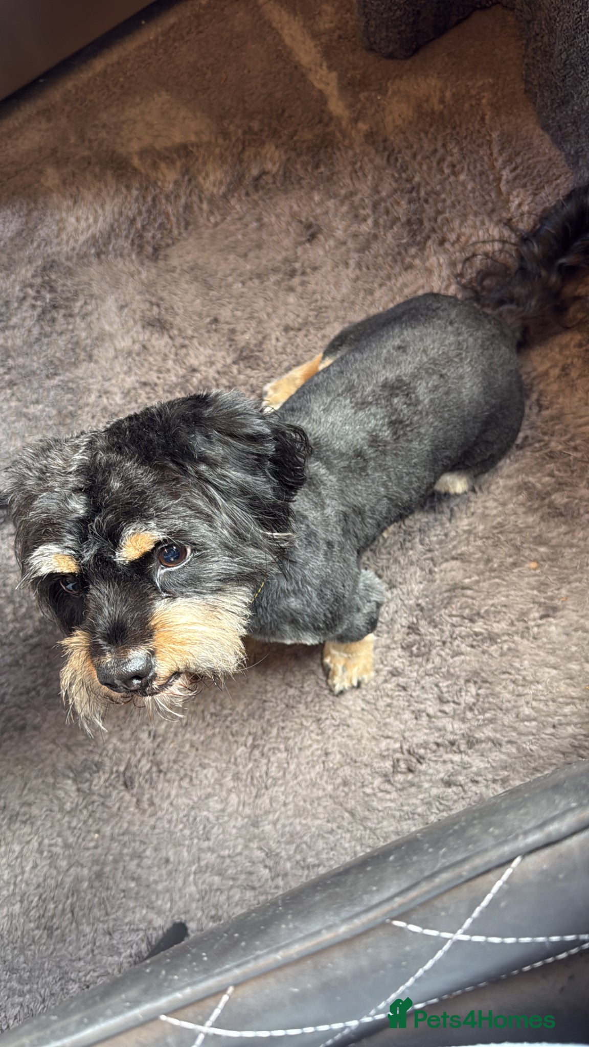 Mixed Breed dogs for sale: Dog for re homing  - Advert 5