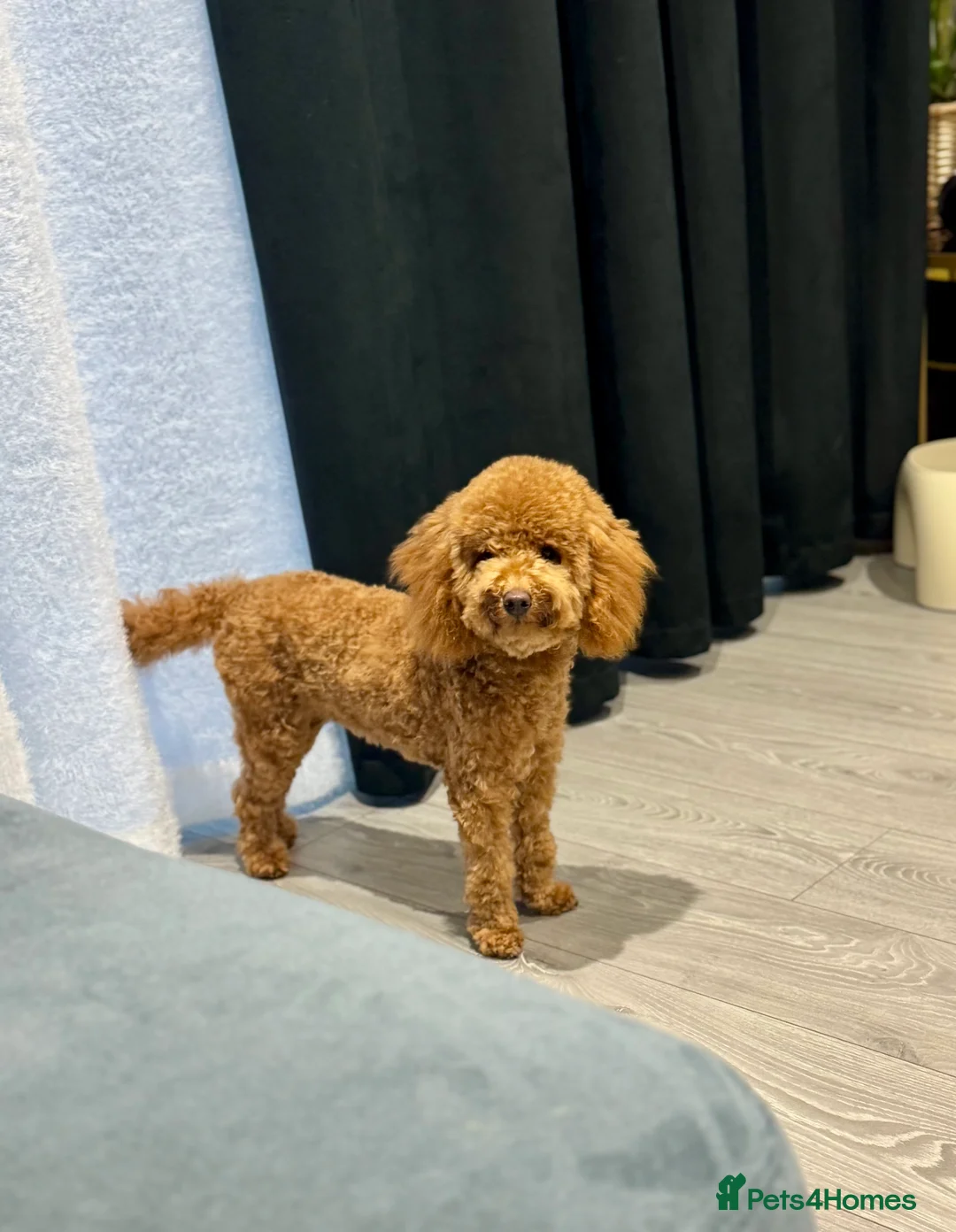 Toy Poodle dogs for sale: Toy Poodle for Sale – 7 Months Old - Advert 1