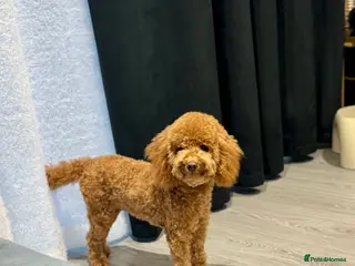 Toy Poodle dogs Toy Poodle for Sale – 7 Months Old - Advert 1