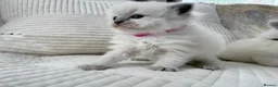 Ragdoll cats for sale: Blue Point Ragdoll Kittens for sale - Advert 7