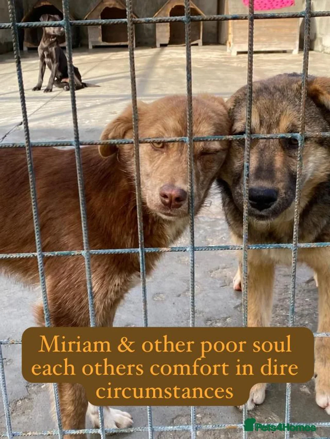 Mixed Breed dogs for adoption: Miriam, 14 months approx. Available for adoption.. - Advert 9