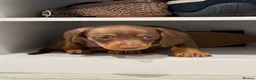 Dachshund dogs for sale: 4 Gorgeous Dachshund puppies for sale in Northwood - Advert 4