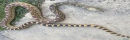 Gecko reptiles for sale: Current reptiles available  - Advert 13