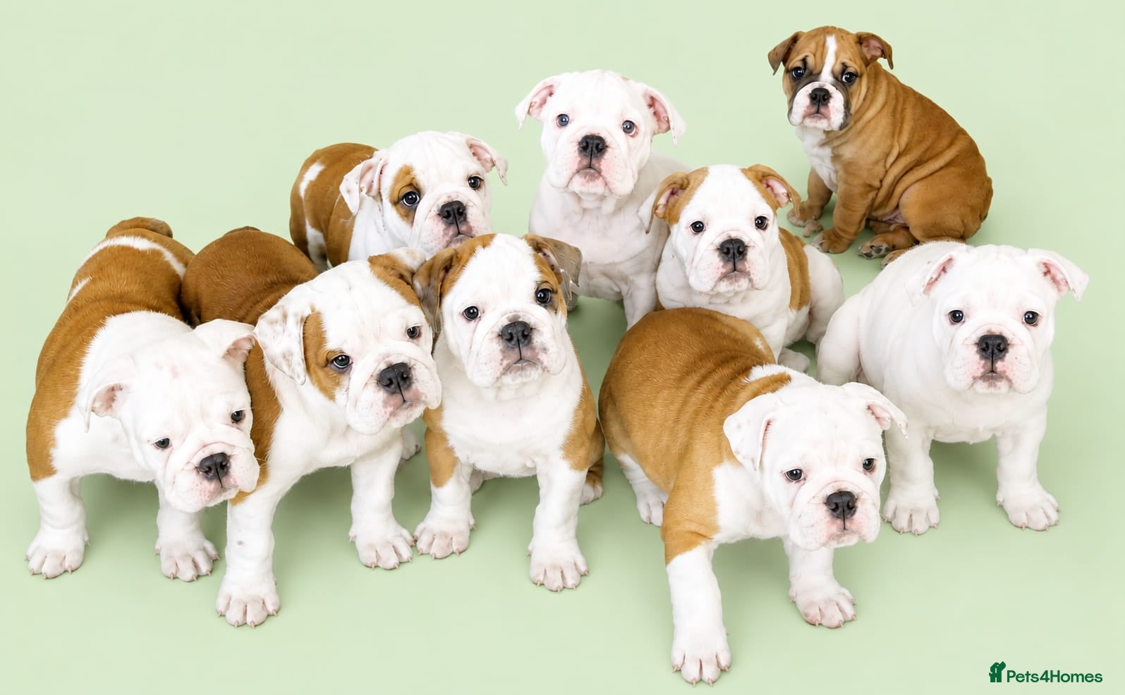 English Bulldog dogs English Bulldog Puppies  - Advert 2