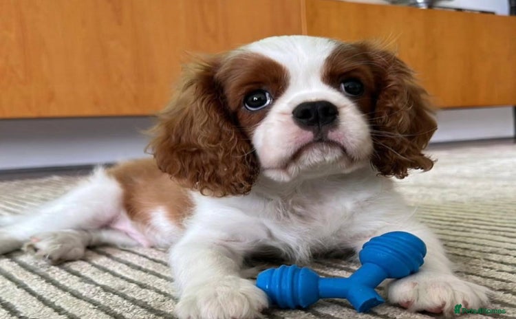 Cavalier King Charles Spaniel dogs - Advert 1
