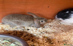 Mini Lop rabbits for sale: 3 beautiful mini lops(60 each or 2 for £100) - Image 8
