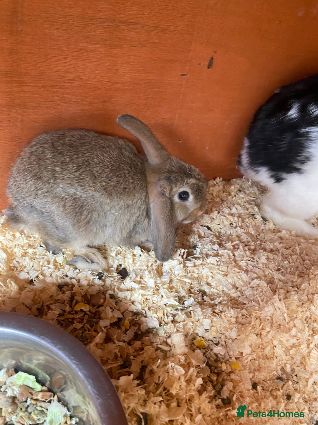 Mini Lop rabbits for sale: 3 beautiful mini lops(60 each or 2 for £100) - Image 8