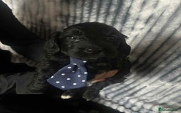 Cockapoo dogs for sale: F1B cockapoo  - Image 4