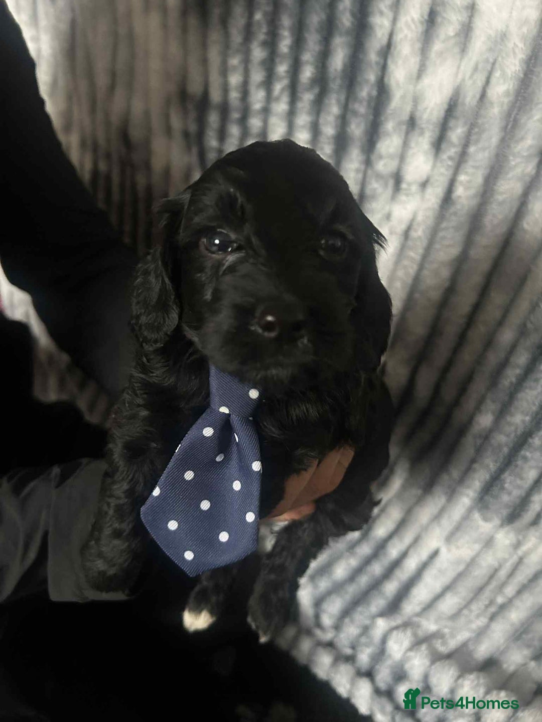 Cockapoo dogs for sale: F1B cockapoo  - Image 4